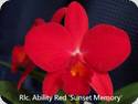 Rlc. Ability Red Sun Memory x Beautyful Sunday
